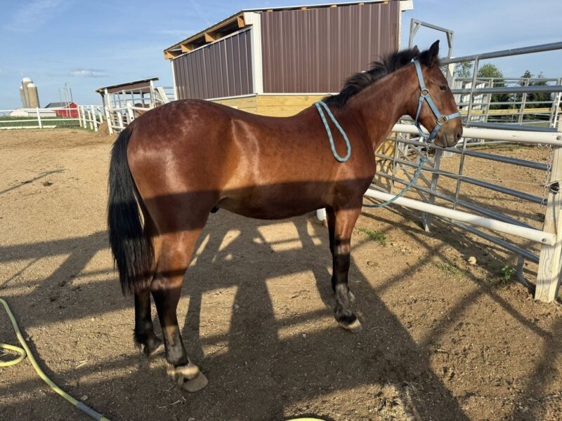 "Spike" - 2yo Sale Authority Gelding
