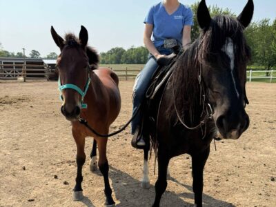 "Spike" - 2yo Sale Authority Gelding