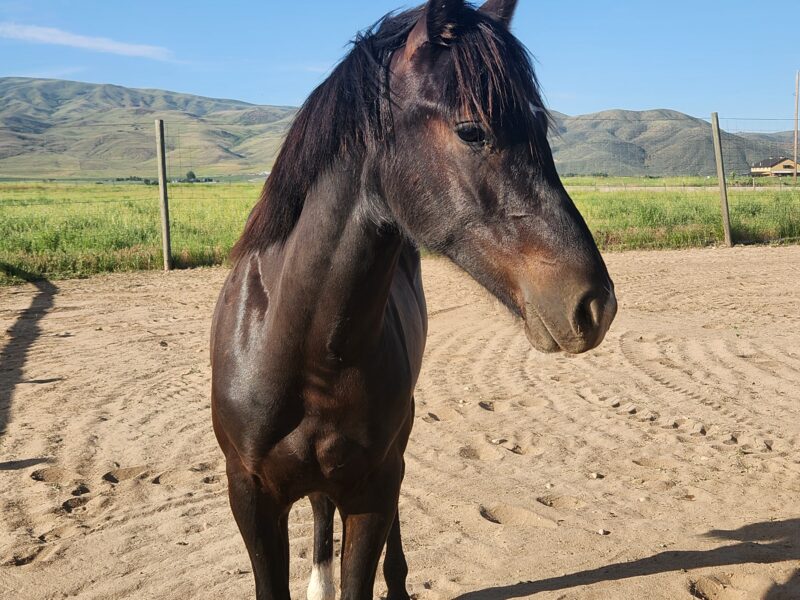 Jaggs: Twin Peaks Yearling Gelding