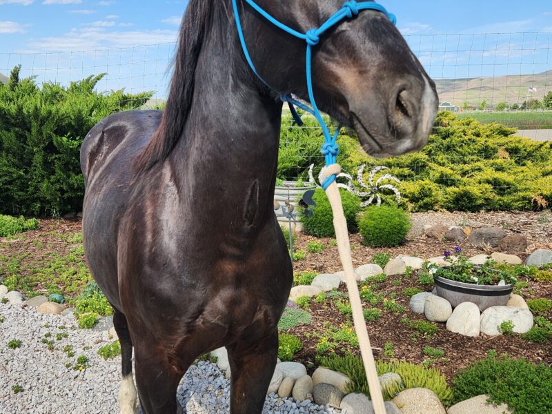 Jaggs: Twin Peaks Yearling Gelding