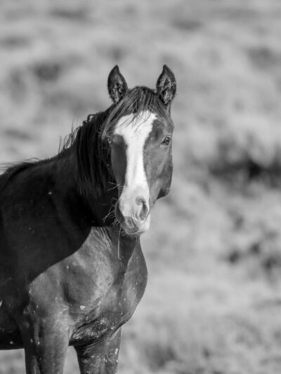 Available Horses