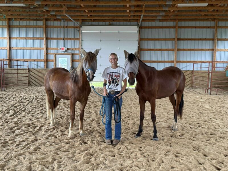"Diggy" - 2yo Gelding