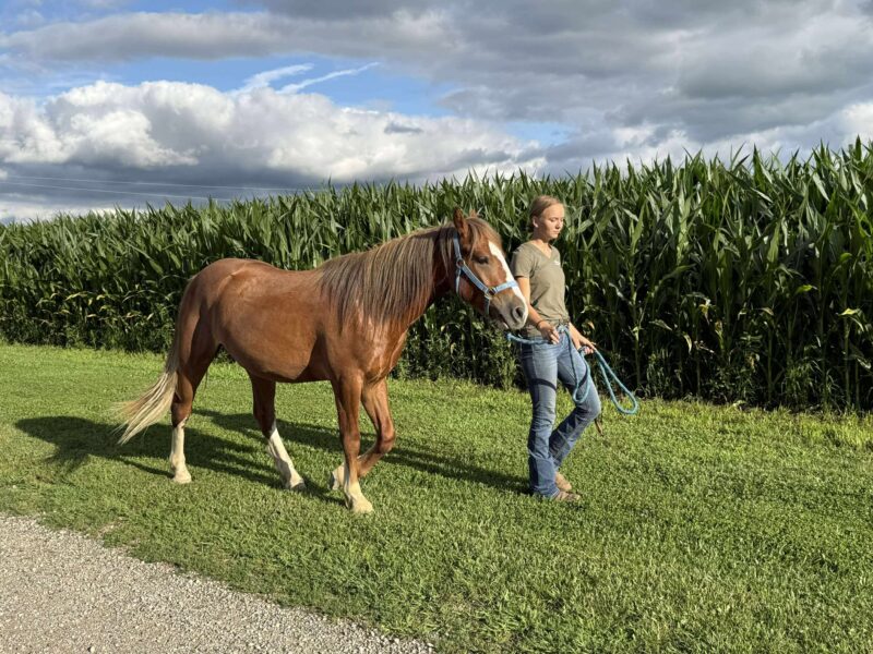 "Diggy" - 2yo Gelding