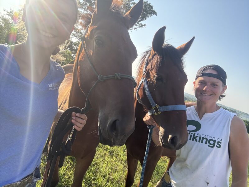 "Spike" - 2yo Sale Authority Gelding