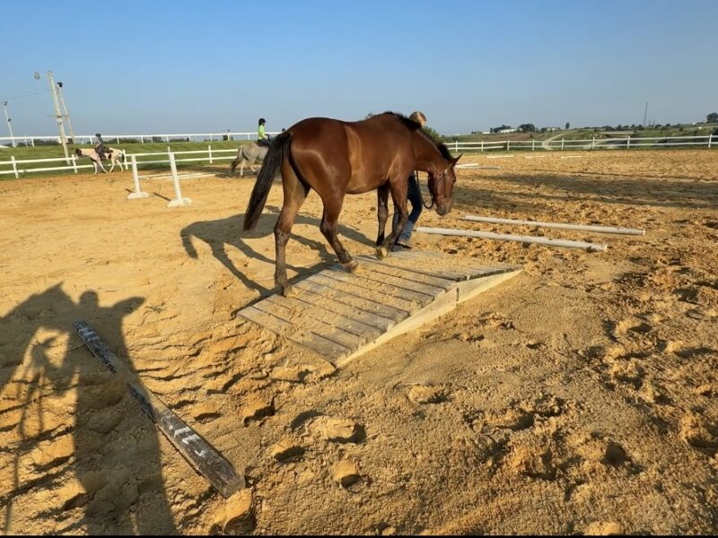 "Spike" - 2yo Sale Authority Gelding