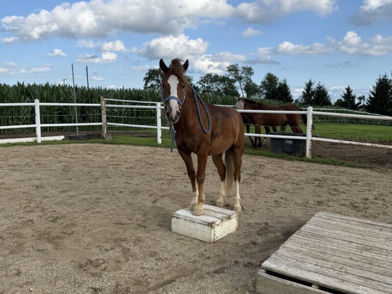 "Diggy" - 2yo Gelding