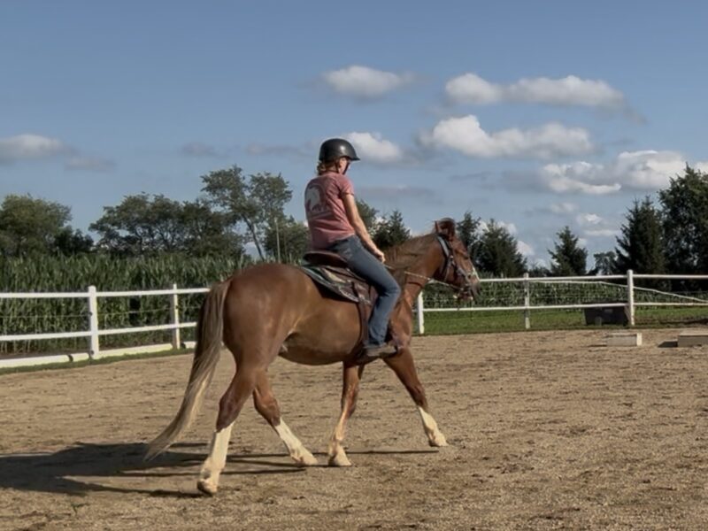 "Diggy" - 2yo Gelding