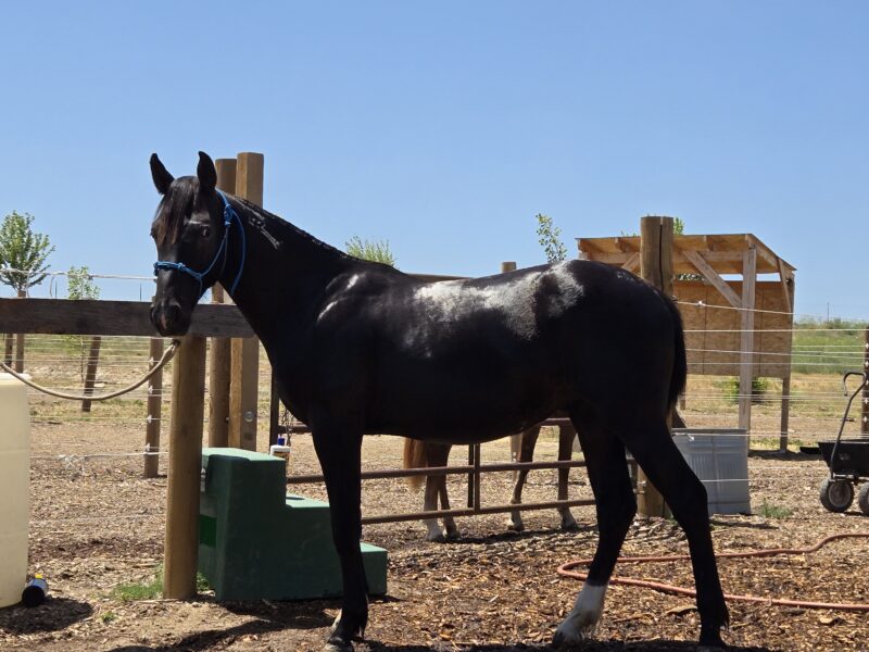 Jaggs: Twin Peaks Yearling Gelding