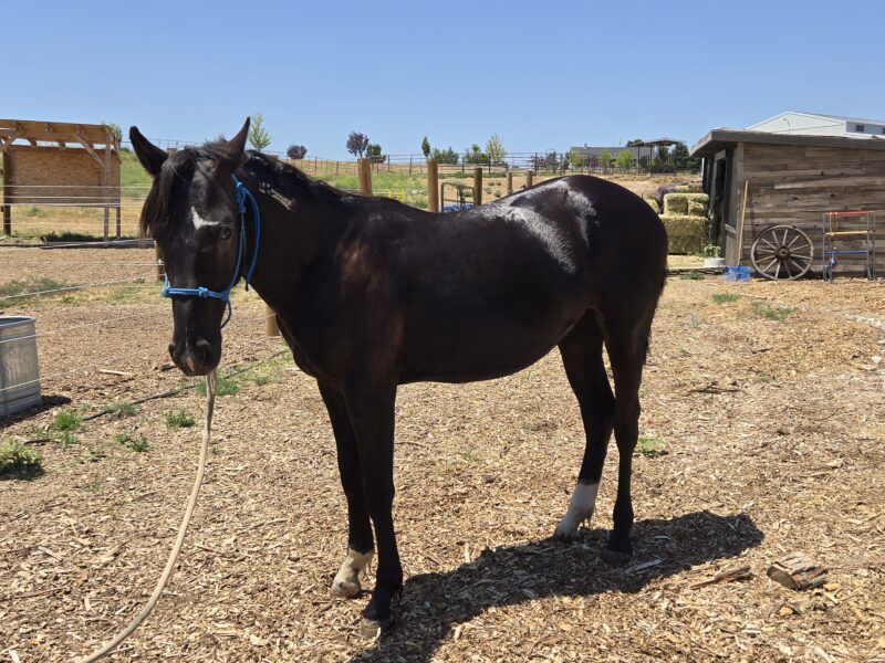 Jaggs: Twin Peaks Yearling Gelding