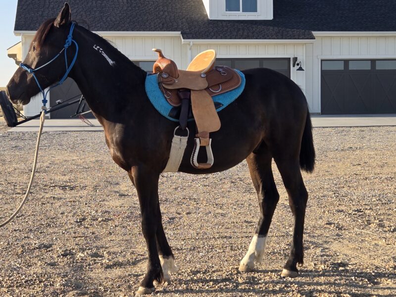 Jaggs: Twin Peaks Yearling Gelding