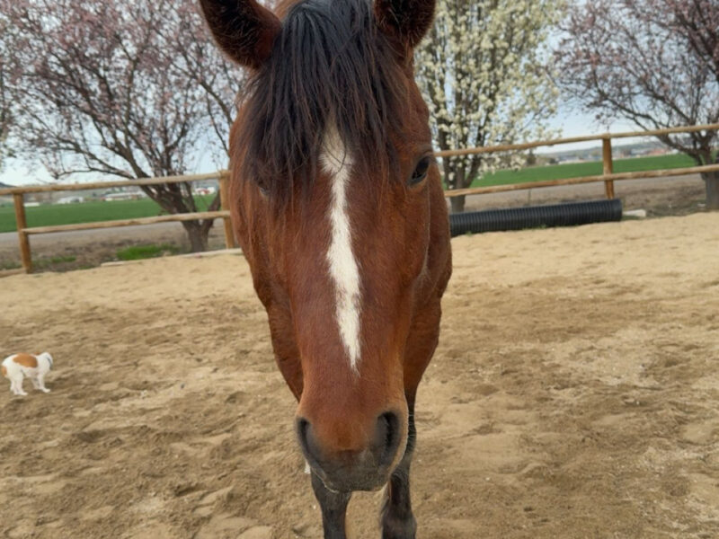 Phadrea, 4yo, Twin Peaks, CA