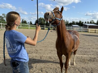 "Diggy" - 2yo Gelding
