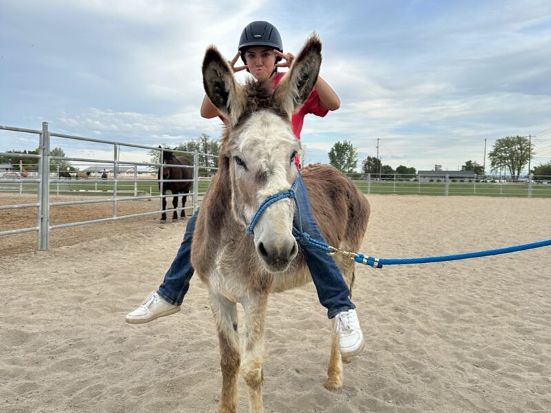 Two amazing burros!