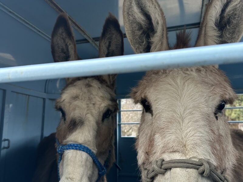 Two amazing burros!