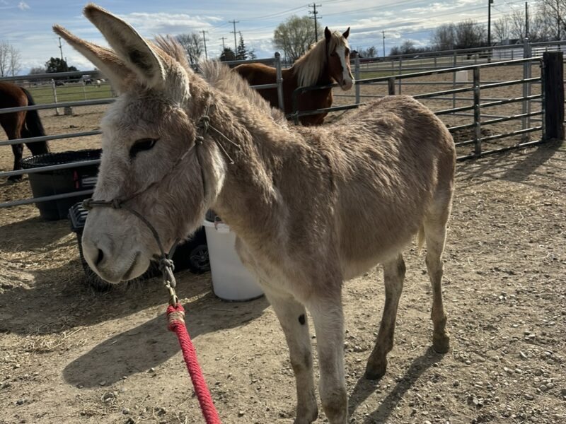 Two amazing burros!