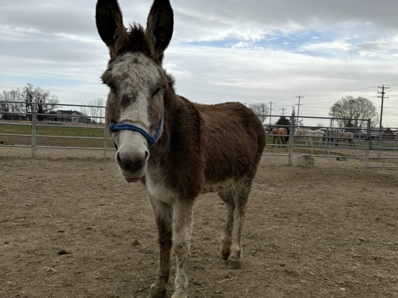 Two amazing burros!