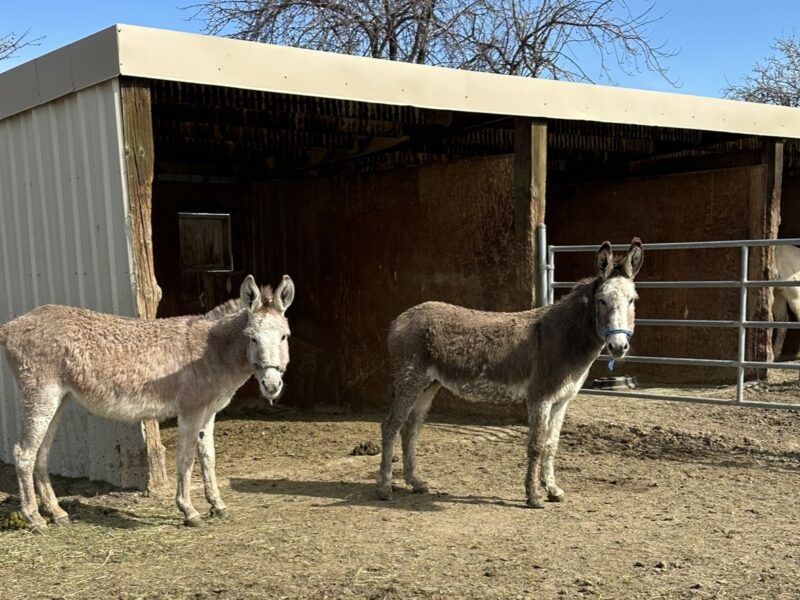 Two amazing burros!