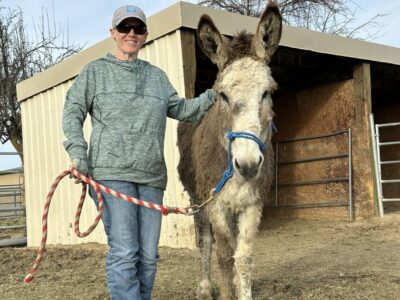 Two amazing burros!