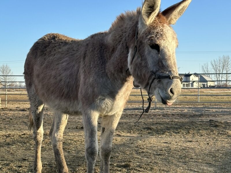 Two amazing burros!