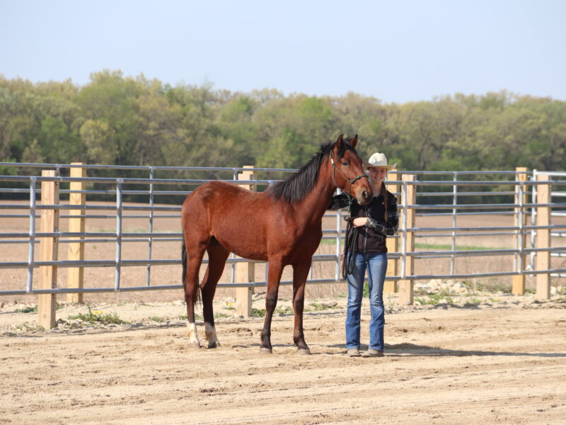 "Scout"- 2yo Sale Authority Gelding