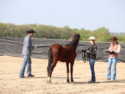 "Scout"- 2yo Sale Authority Gelding