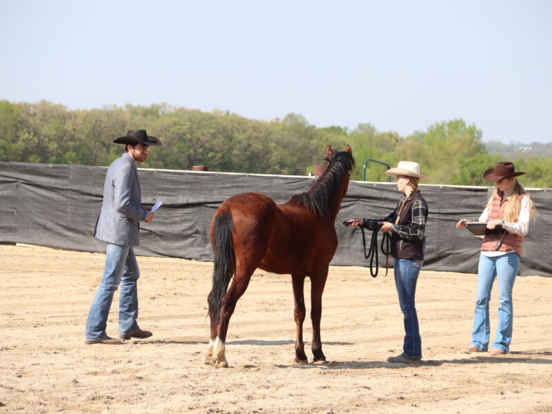 "Scout"- 2yo Sale Authority Gelding