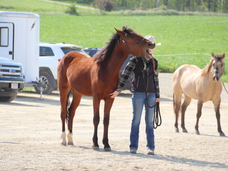 "Scout"- 2yo Sale Authority Gelding