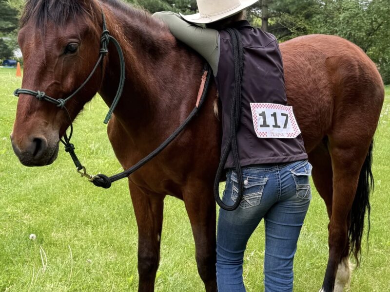 "Scout"- 2yo Sale Authority Gelding