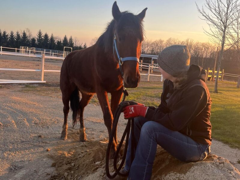"Scout"- 2yo Sale Authority Gelding