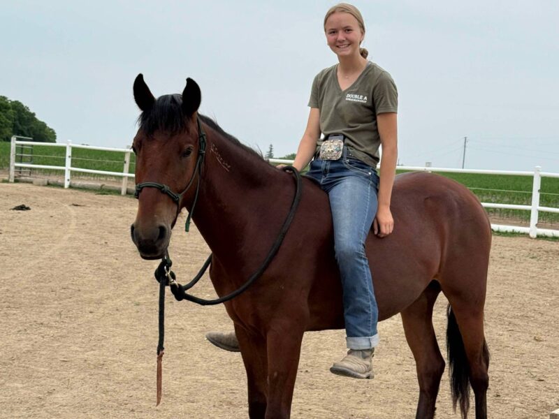 "Scout"- 2yo Sale Authority Gelding