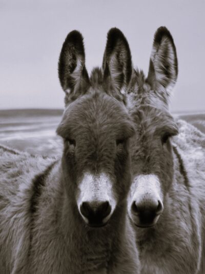 Available Burros