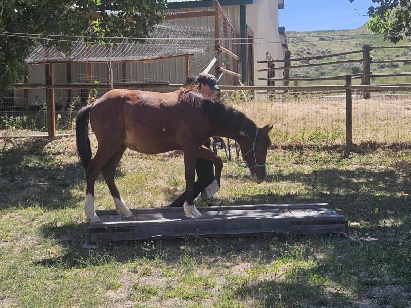 "Bean" Yearling Gelding