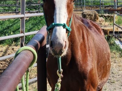 "Bean" Yearling Gelding