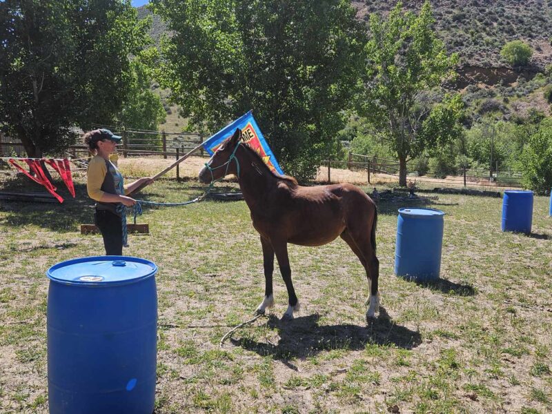 "Bean" Yearling Gelding