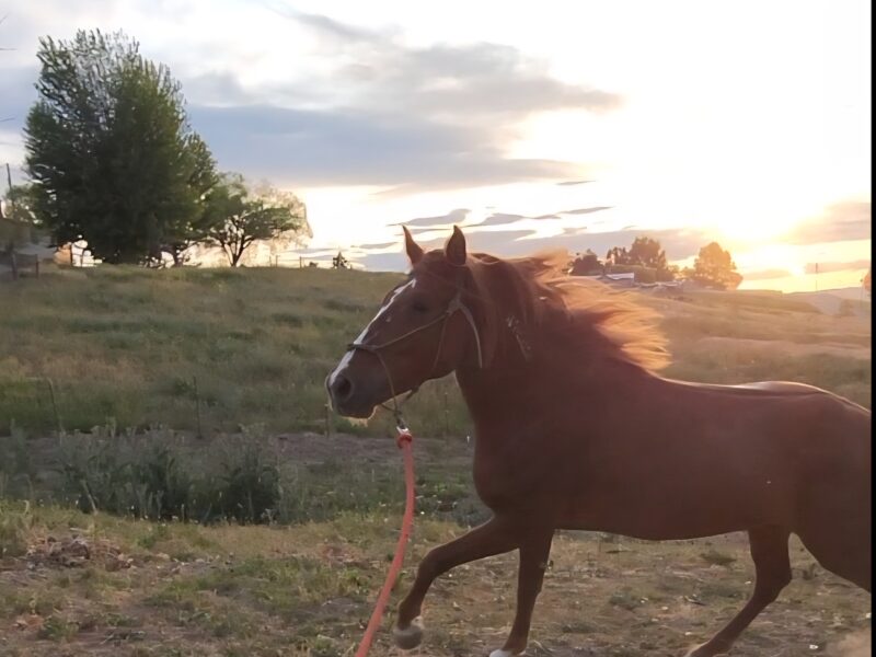 Reno
