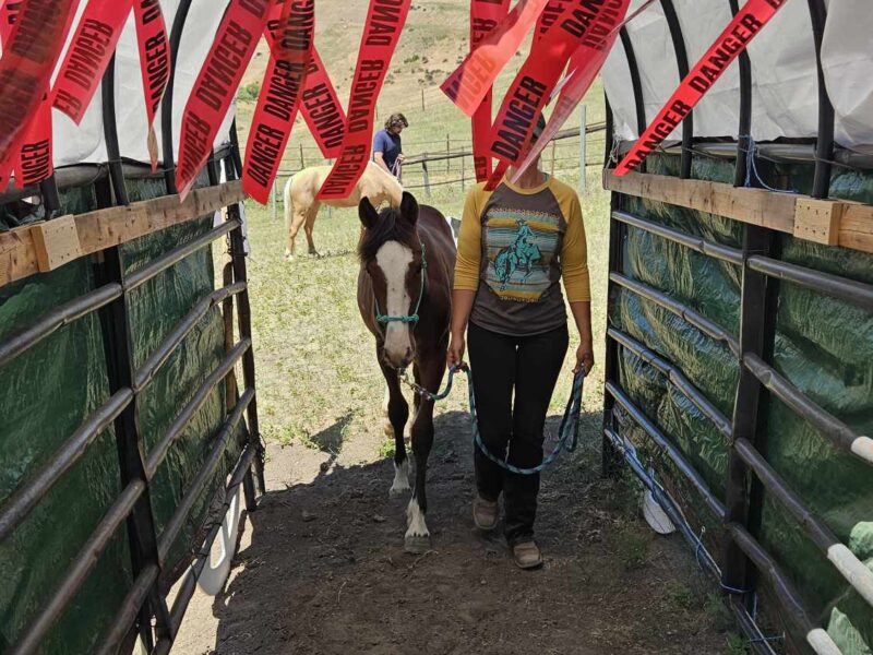 "Bean" Yearling Gelding