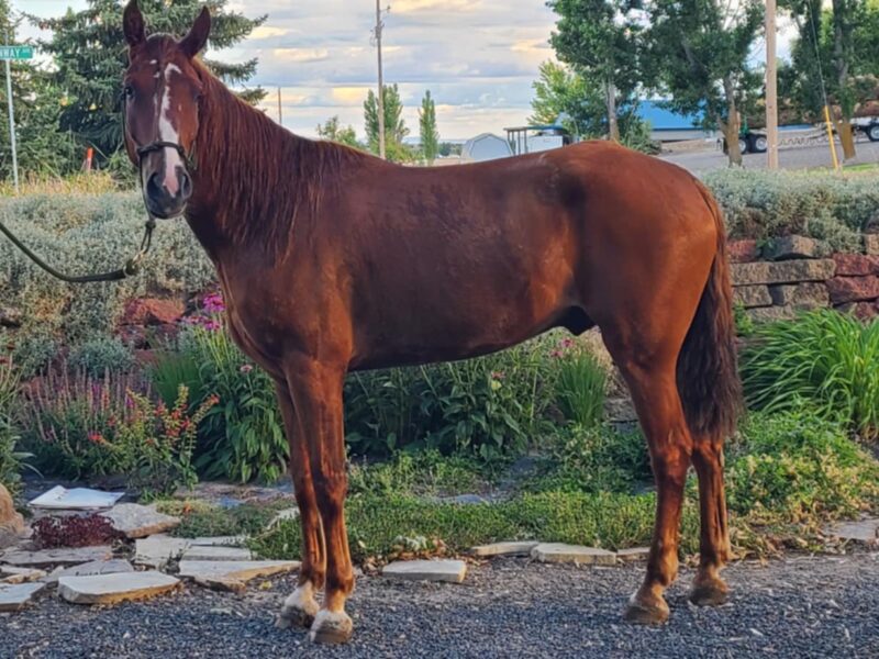 Reno