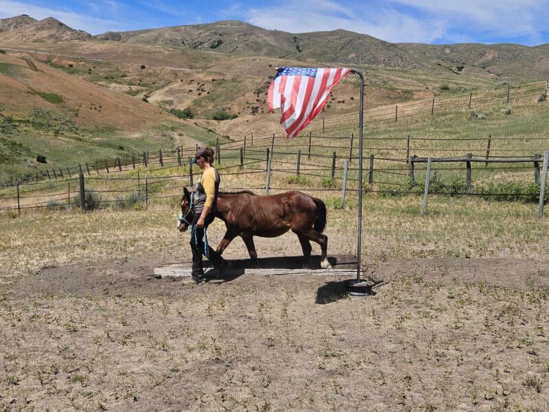 "Bean" Yearling Gelding
