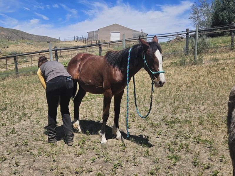 "Bean" Yearling Gelding