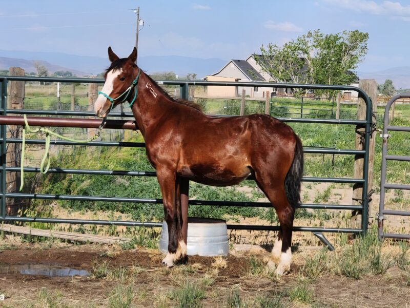 "Bean" Yearling Gelding