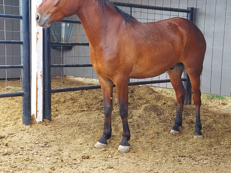 Doug, Piceance Co Gelding