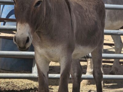 Tiny, stocky, super sweet gelding