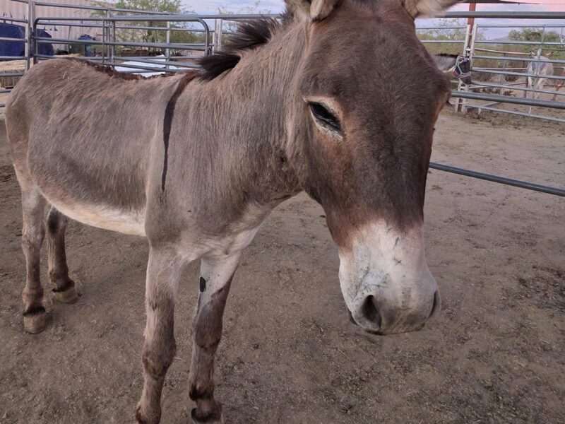 Tiny, stocky, super sweet gelding