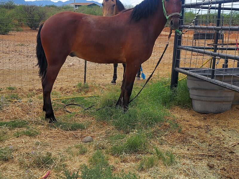 Doug, Piceance Co Gelding