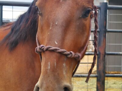 Doug, Piceance Co Gelding