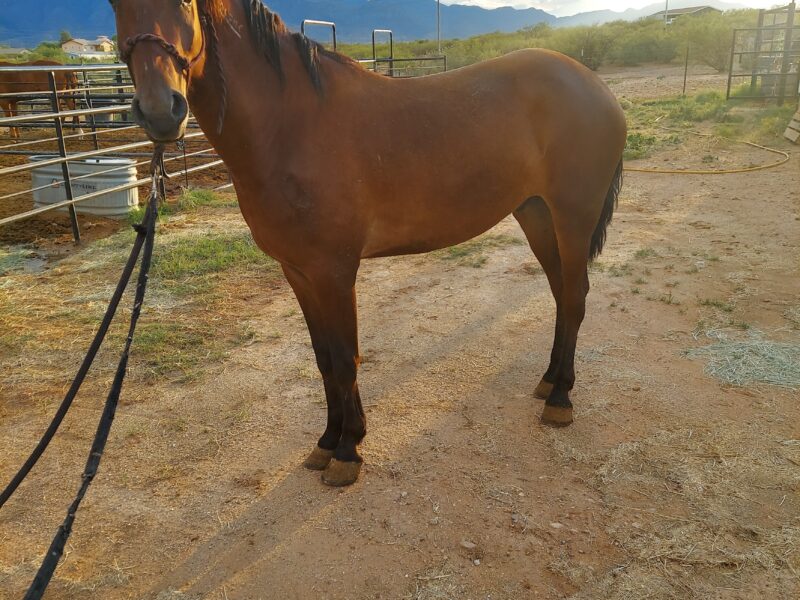 Doug, Piceance Co Gelding