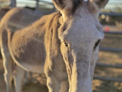Adelaide - tall, beautiful, special jenny