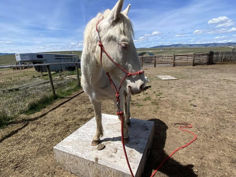 3 yr old cremello gelding from Fox Hog HMA