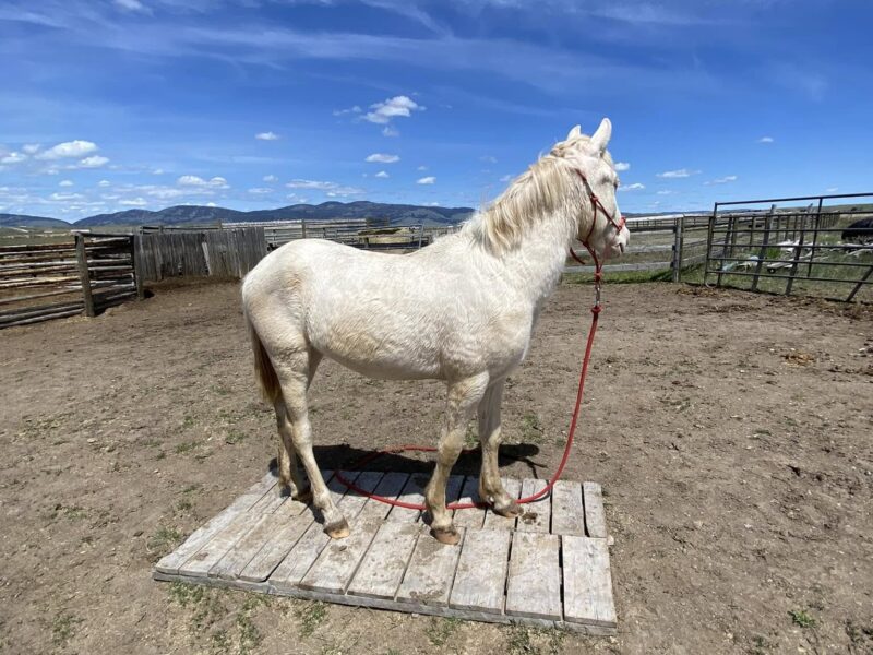 3 yr old cremello gelding from Fox Hog HMA