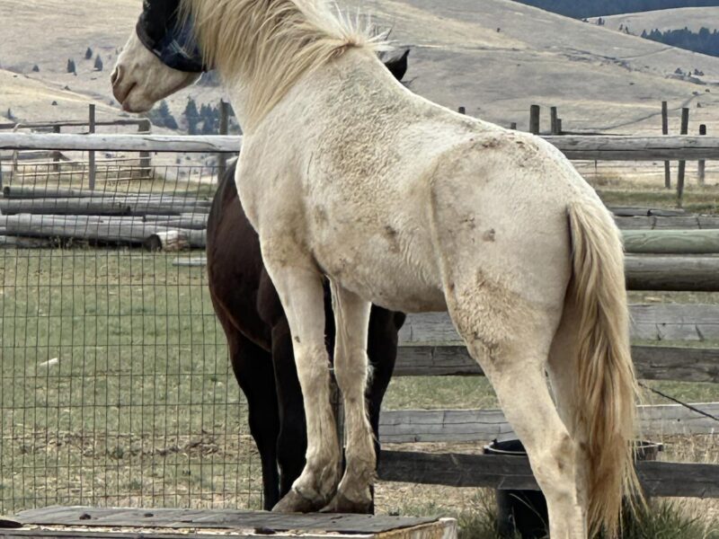 3 yr old cremello gelding from Fox Hog HMA